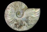 Silver Iridescent Ammonite (Cleoniceras) Fossil - Madagascar #137396-2